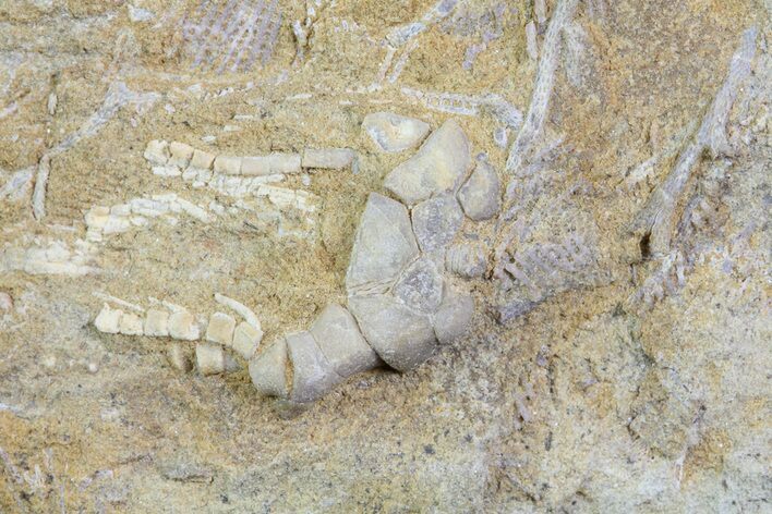 Fossil Cymbiocrinus Crinoid in Rock - Alabama #69055